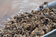 養(yǎng)蟹鼓風(fēng)機