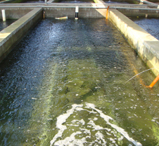 魯氏污水處理成功案例